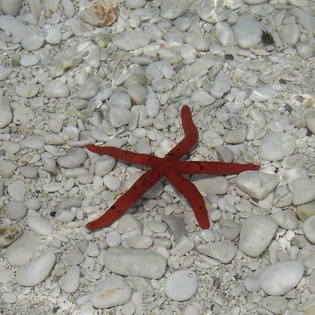 Appartamento Ammodares *