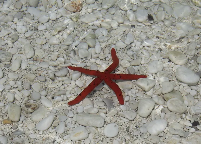 Apartament Ammodares *